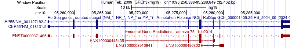 gene isoform structure of CEP55