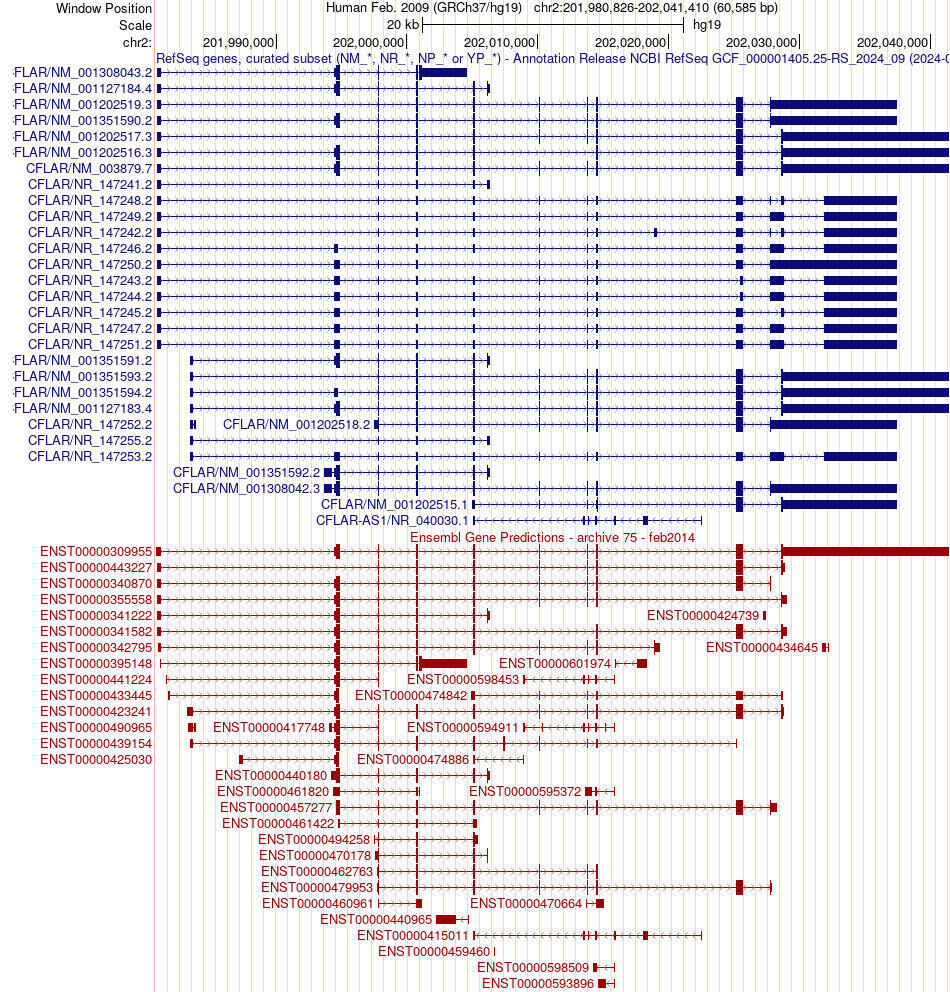 gene isoform structure of CFLAR