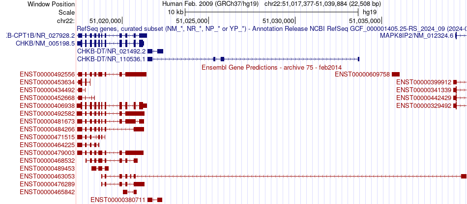 gene isoform structure of CHKB