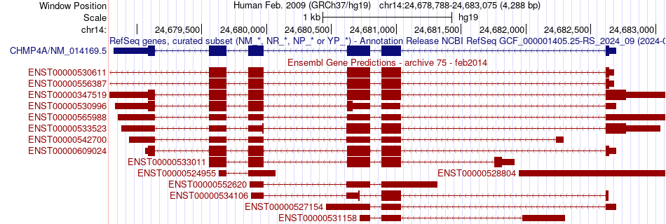 gene isoform structure of CHMP4A