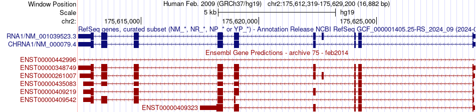 gene isoform structure of CHRNA1