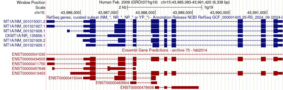 gene isoform structure of CKMT1A