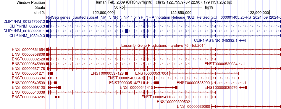 gene isoform structure of CLIP1