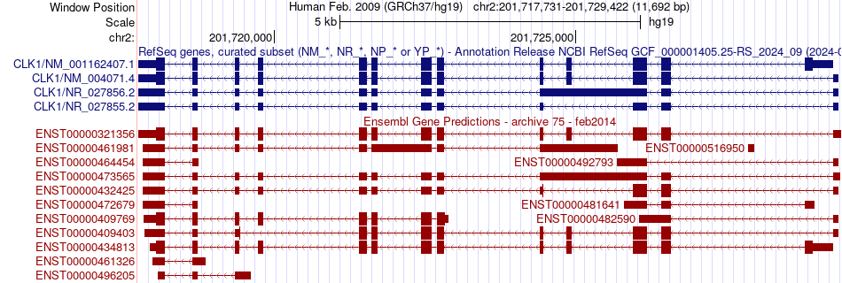 gene isoform structure of CLK1