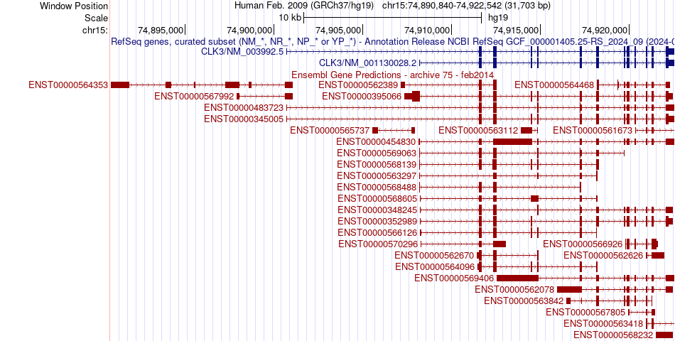 gene isoform structure of CLK3