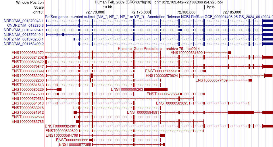 gene isoform structure of CNDP2