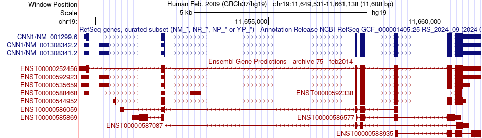 gene isoform structure of CNN1
