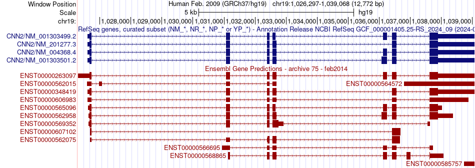 gene isoform structure of CNN2