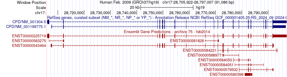 gene isoform structure of CPD