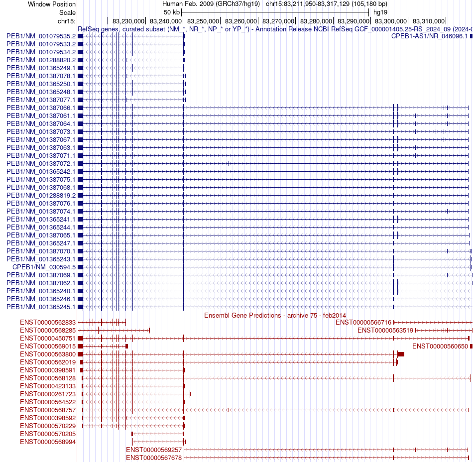 gene isoform structure of CPEB1