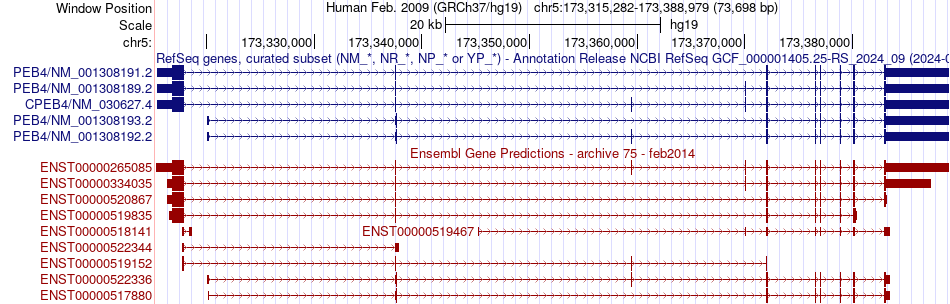 gene isoform structure of CPEB4