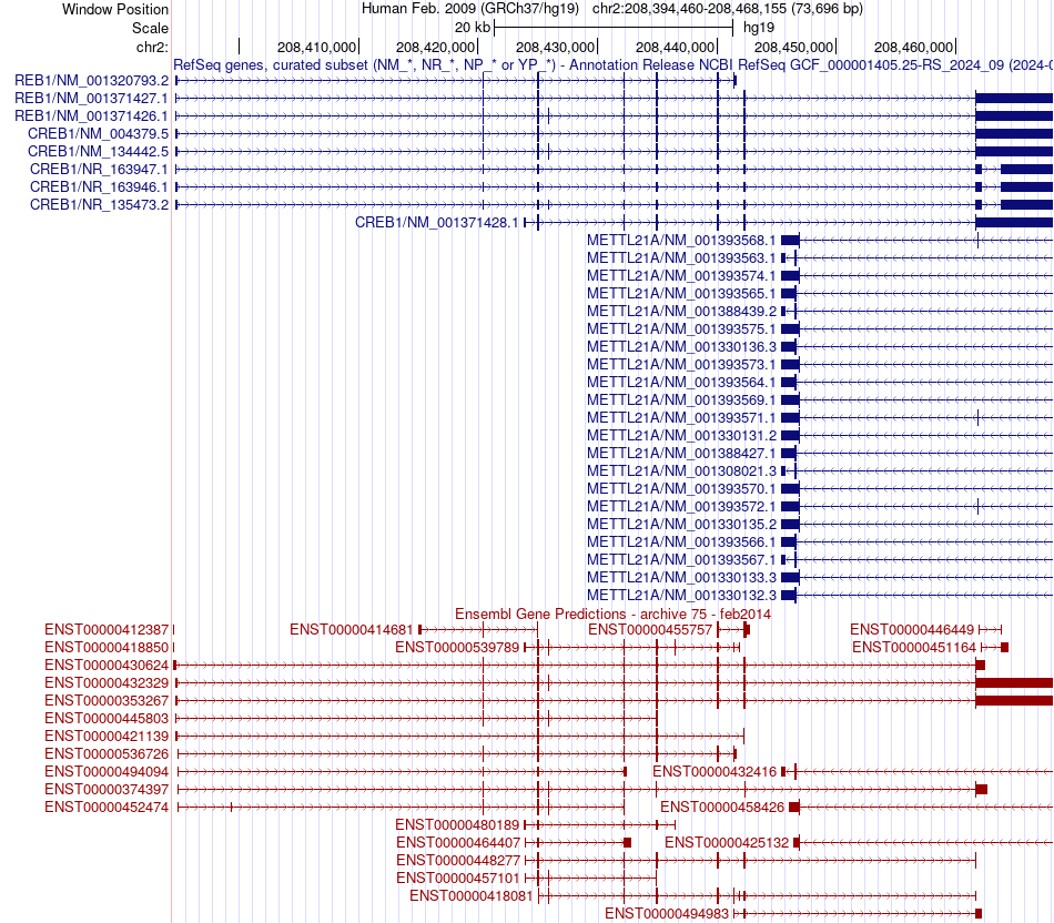 gene isoform structure of CREB1