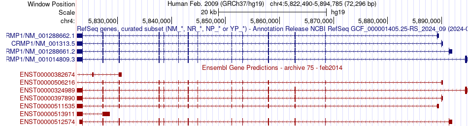 gene isoform structure of CRMP1