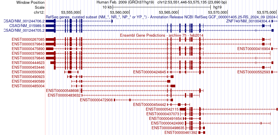 gene isoform structure of CSAD