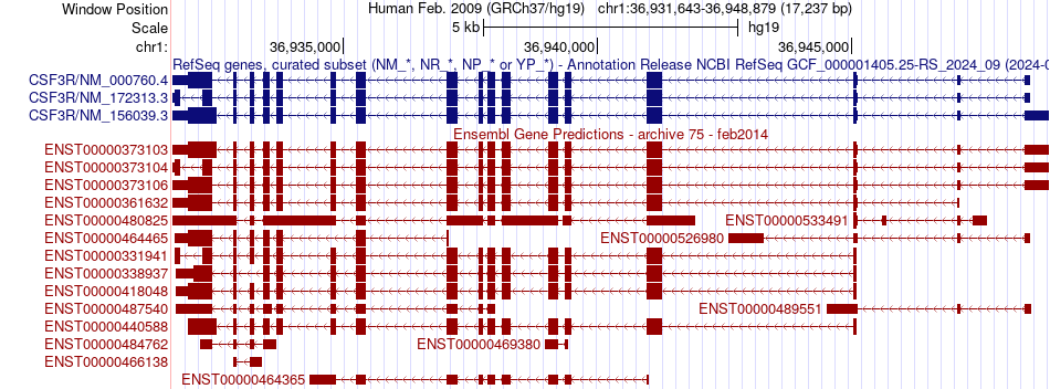 gene isoform structure of CSF3R