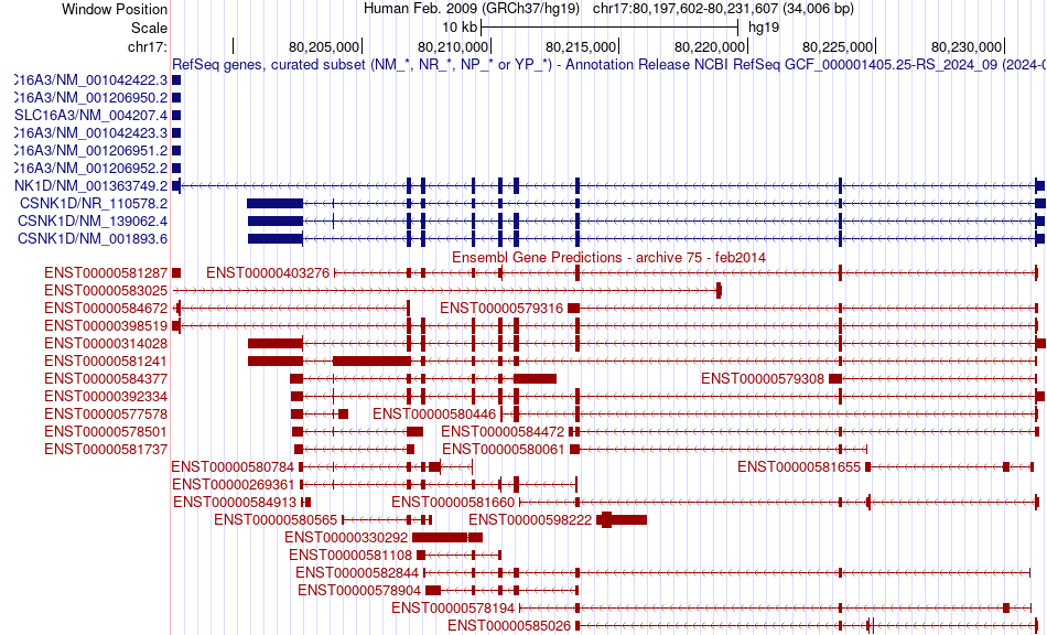 gene isoform structure of CSNK1D