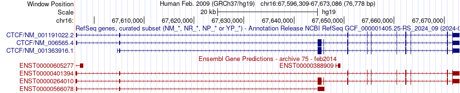 gene isoform structure of CTCF