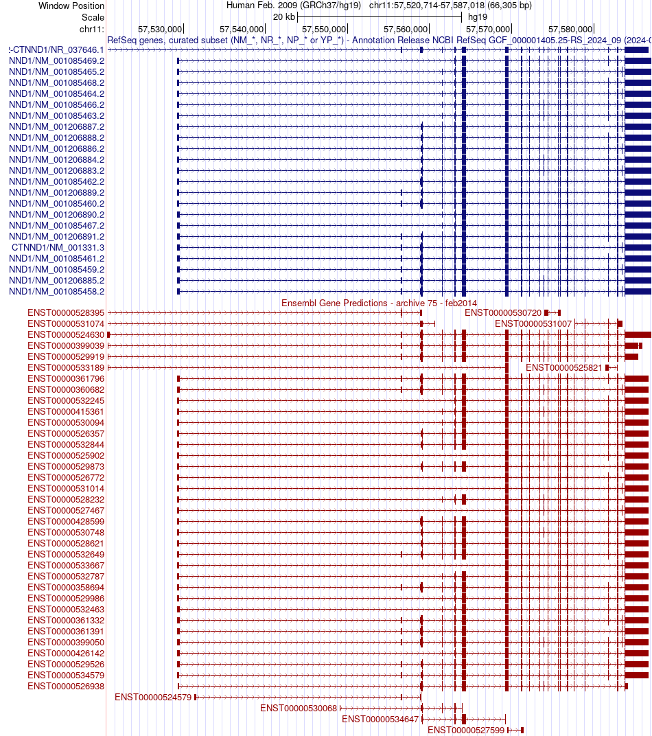 gene isoform structure of CTNND1