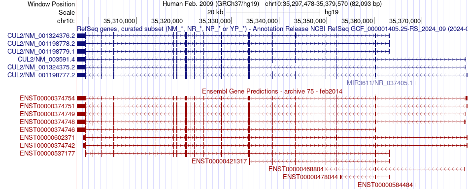gene isoform structure of CUL2