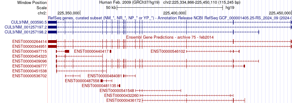 gene isoform structure of CUL3