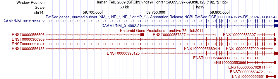 gene isoform structure of DAAM1