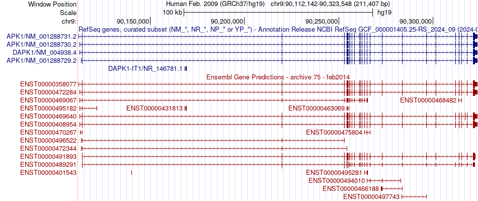 gene isoform structure of DAPK1