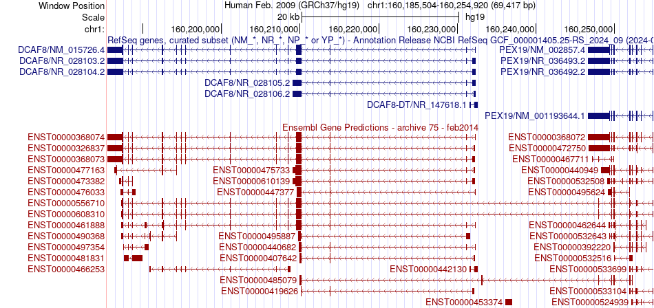 gene isoform structure of DCAF8