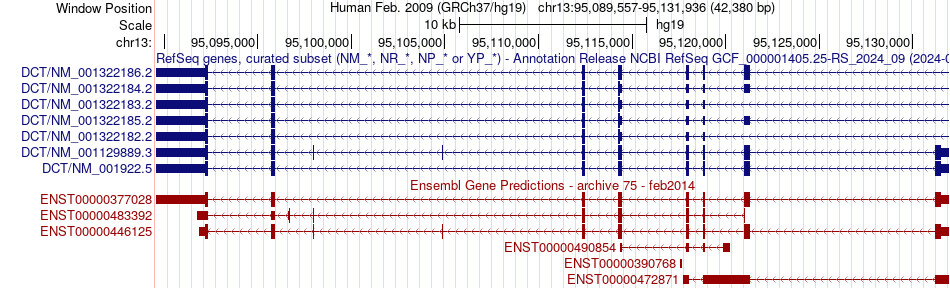 gene isoform structure of DCT