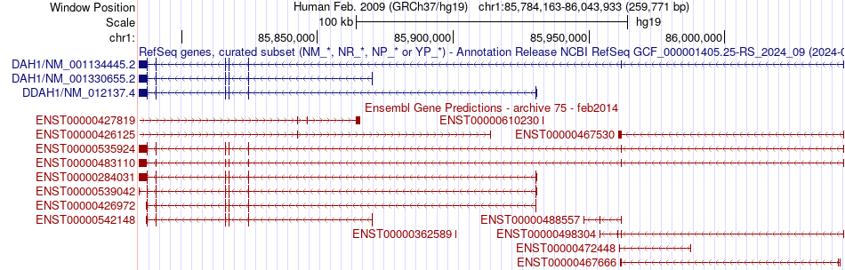 gene isoform structure of DDAH1