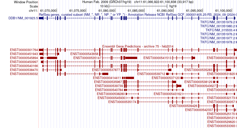 gene isoform structure of DDB1