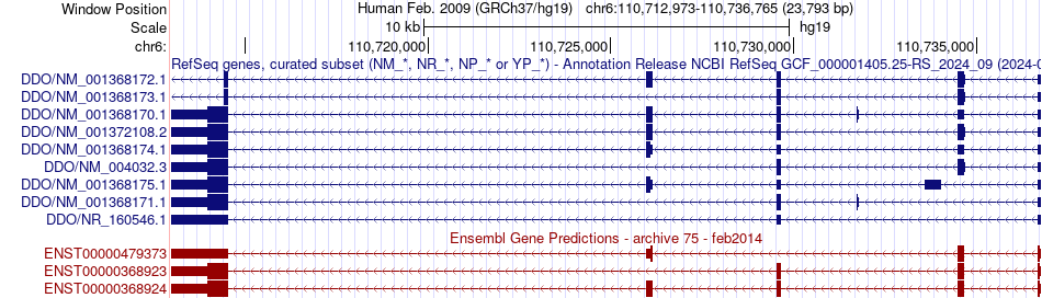 gene isoform structure of DDO