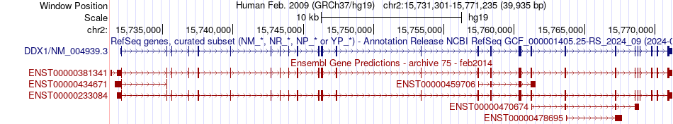 gene isoform structure of DDX1