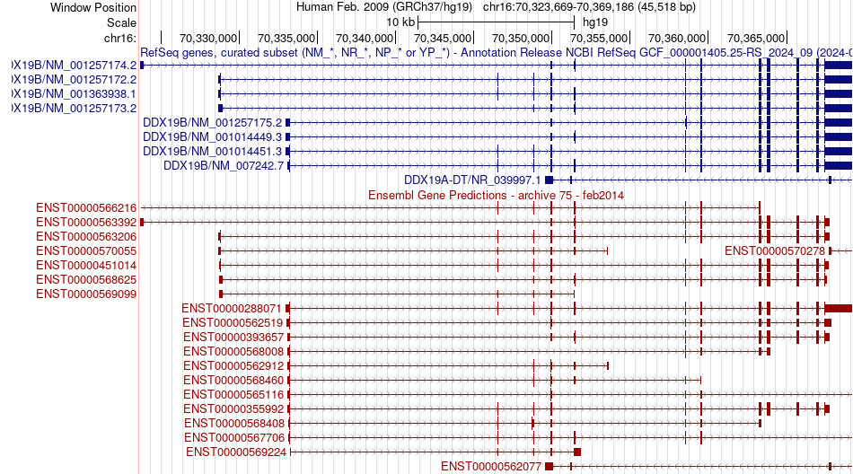 gene isoform structure of DDX19B