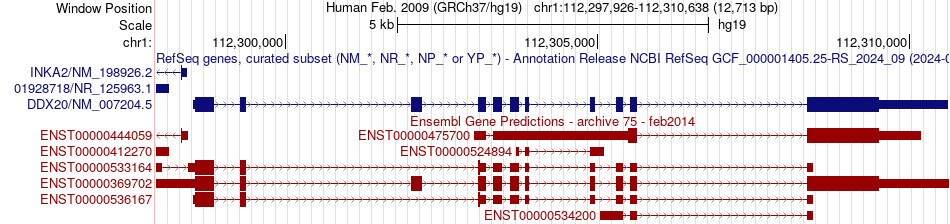 gene isoform structure of DDX20