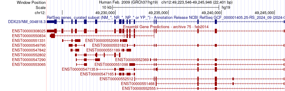 gene isoform structure of DDX23