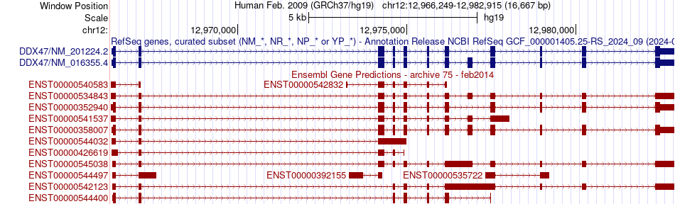 gene isoform structure of DDX47