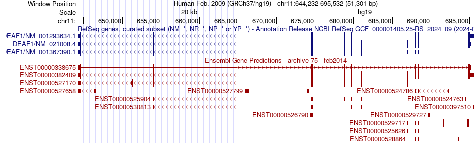 gene isoform structure of DEAF1