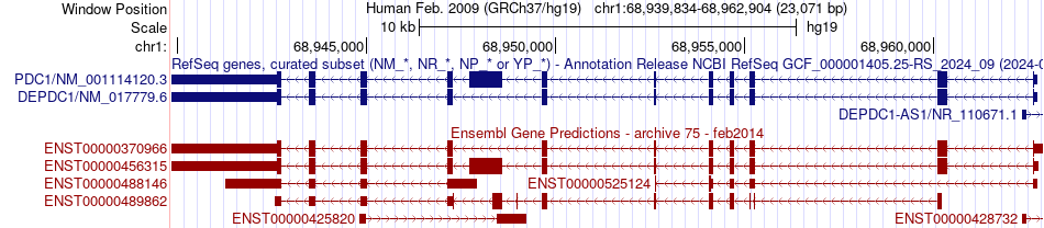 gene isoform structure of DEPDC1