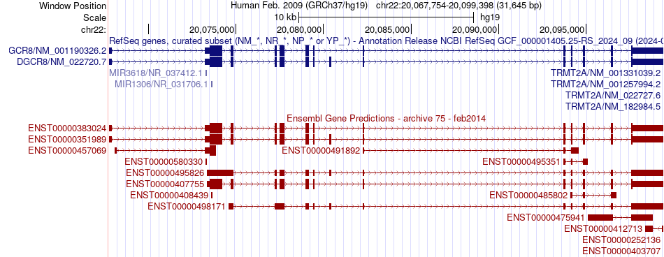 gene isoform structure of DGCR8