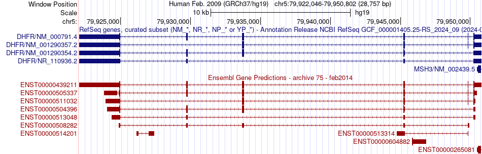 gene isoform structure of DHFR