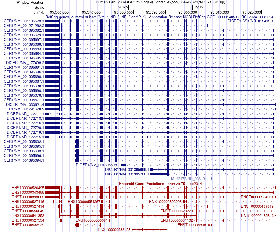 gene isoform structure of DICER1