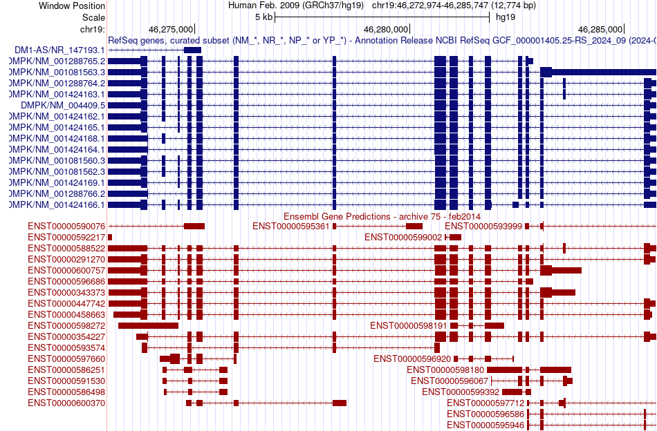 gene isoform structure of DMPK