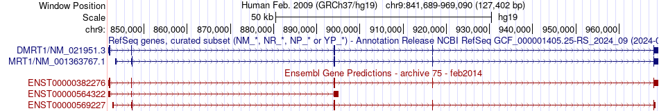 gene isoform structure of DMRT1