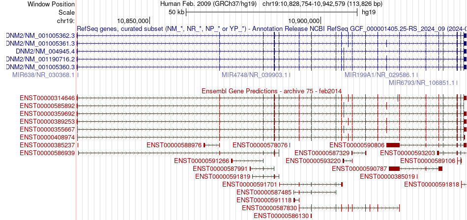 gene isoform structure of DNM2