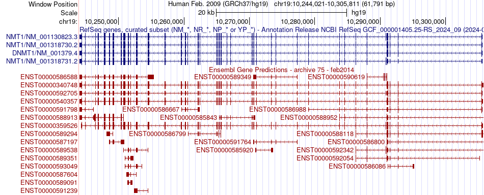 gene isoform structure of DNMT1