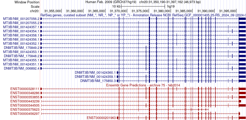 gene isoform structure of DNMT3B