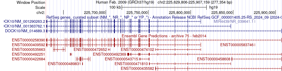 gene isoform structure of DOCK10