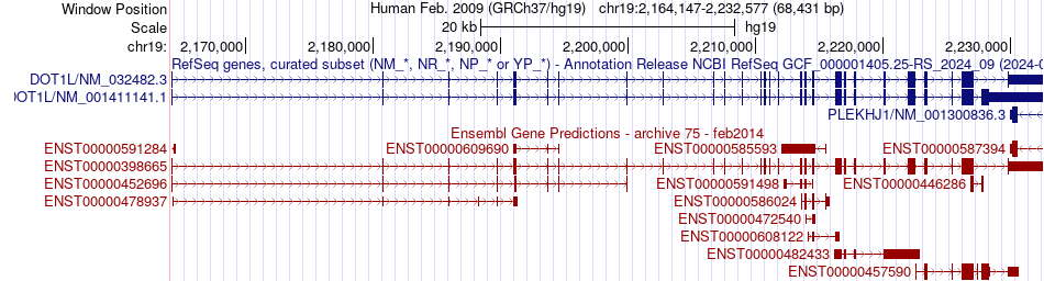 gene isoform structure of DOT1L