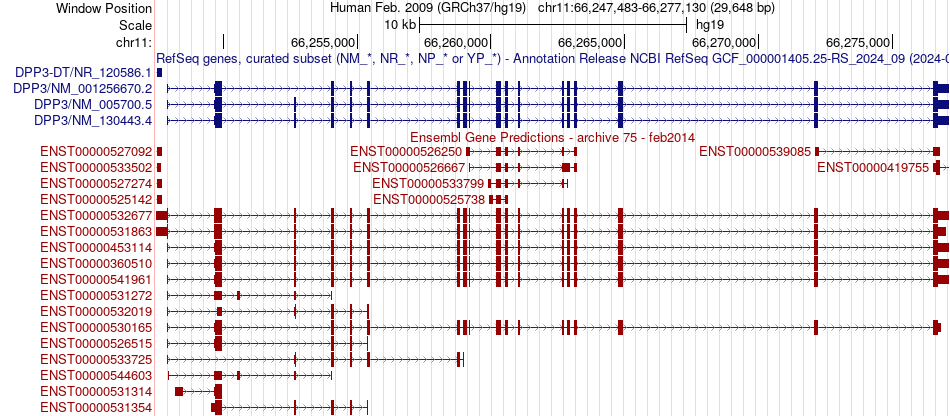 gene isoform structure of DPP3