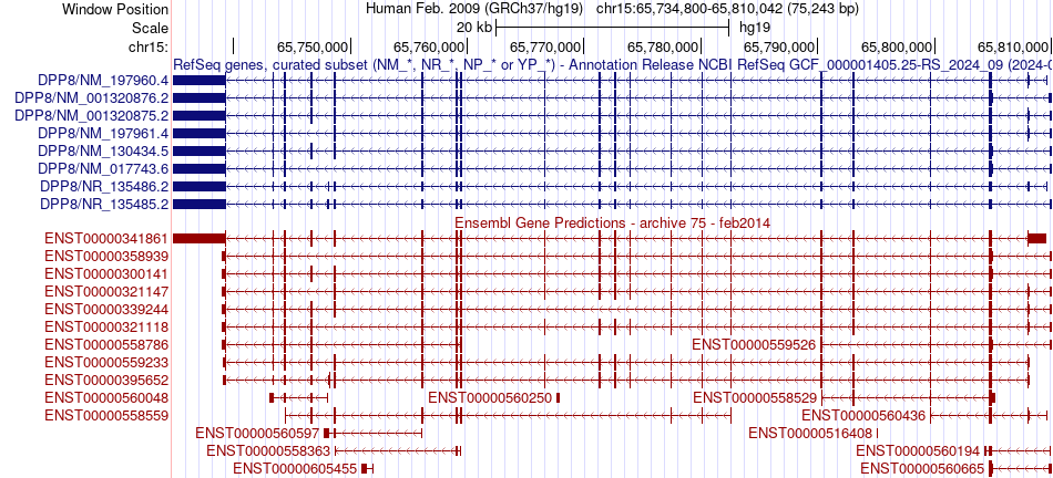 gene isoform structure of DPP8